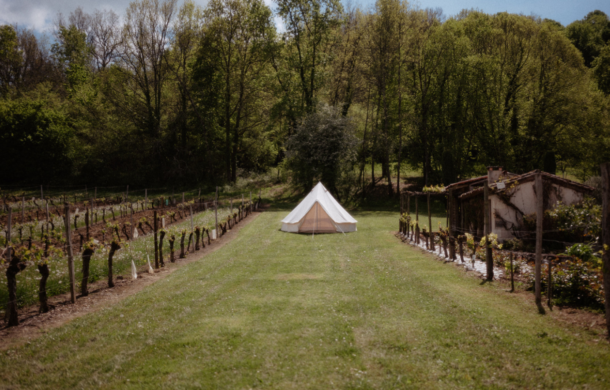 Yurt centered between vineyard rows